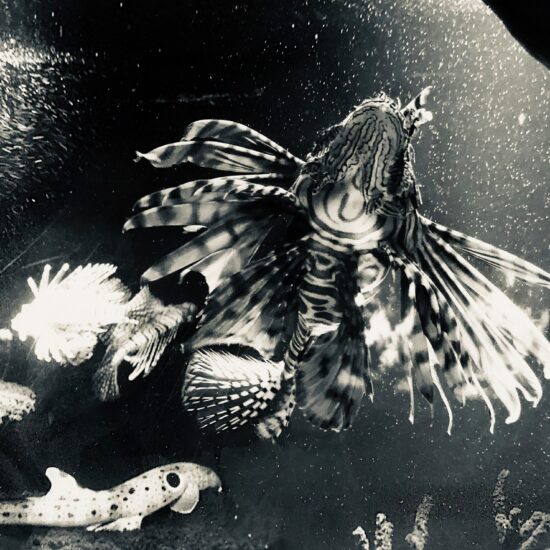 57471755 10219169689421644 7021614278704627712 n