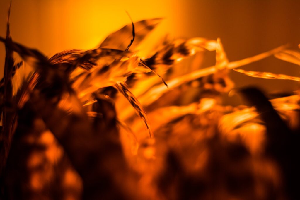 87576558 10221978276674570 675151932465086464 n